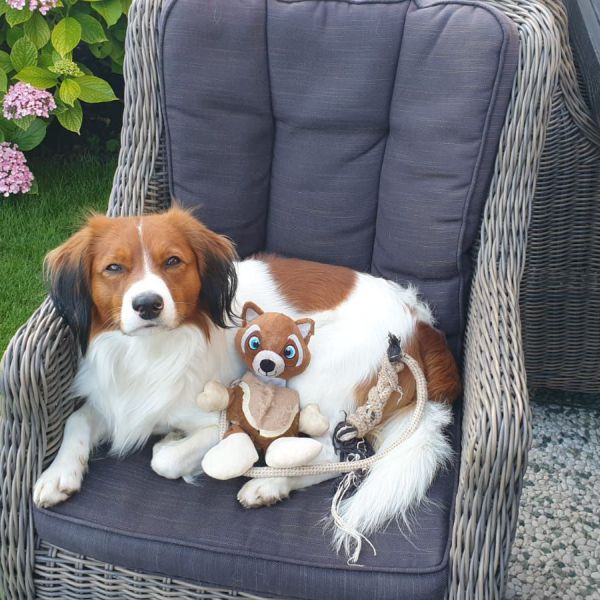 Cody uit Numansdorp zoekt een Hondenoppas