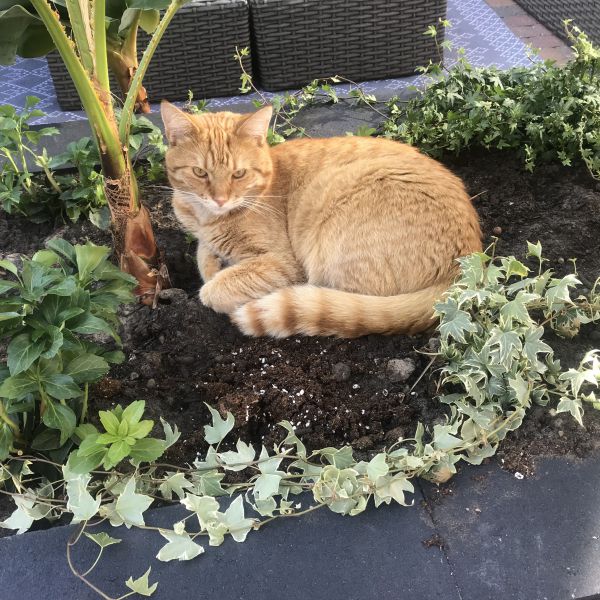 Harvey uit Hattem zoekt een Kattenoppas