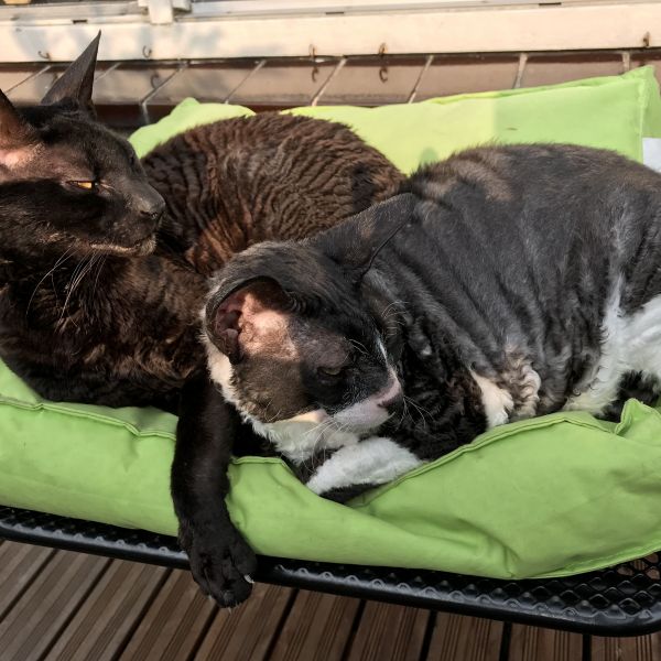 Saarlijn uit Zaandam zoekt een Kattenoppas