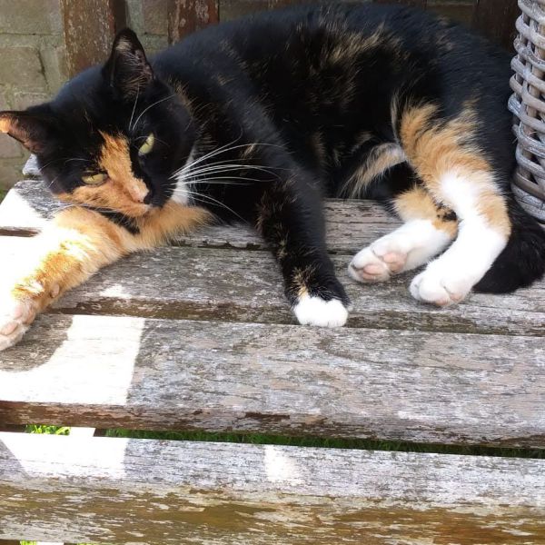 Mysje uit Vorden zoekt een Kattenoppas