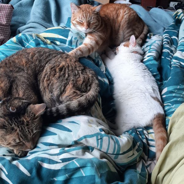 Lady, Lion, Lucky uit Fijnaart zoekt een Kattenoppas