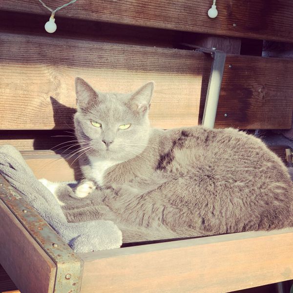 Wol (Wolf) uit Horst zoekt een Kattenoppas