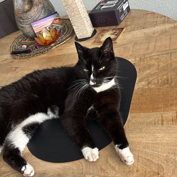 Desi, Lola uit Scheemda zoekt een Kattenoppas