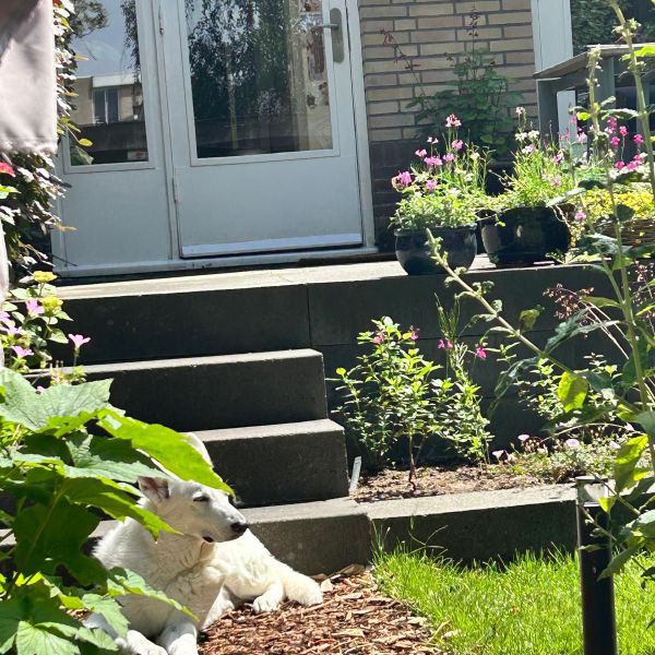 Noah, Sem, Harley uit Leiden zoekt een huisdierenoppas