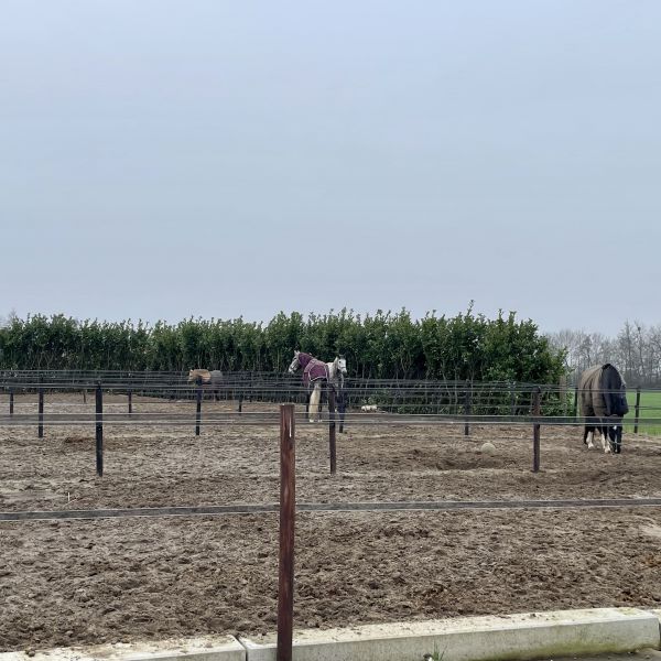 Paarden uit Teeffelen zoekt een Paardenverzorger