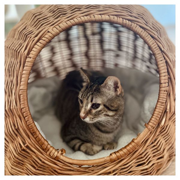 Doortje uit Dieren zoekt een Kattenoppas