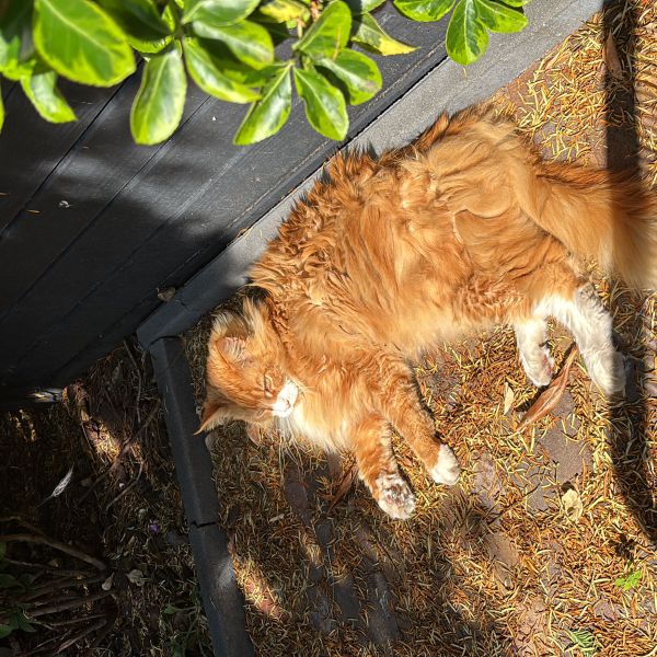 Enzo, Cypriaan uit Voorburg zoekt een Kattenoppas