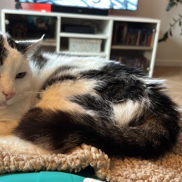 Tommie uit Amsterdam zoekt een Kattenoppas