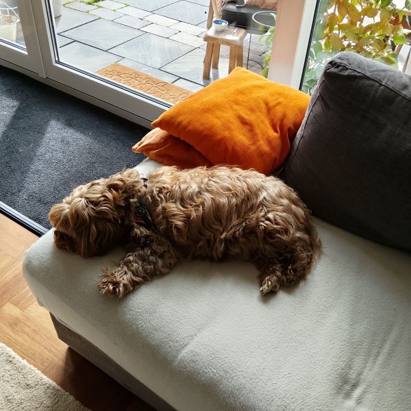 Bella Bonita uit Krimpen Aan Den Ijssel zoekt een Hondenoppas