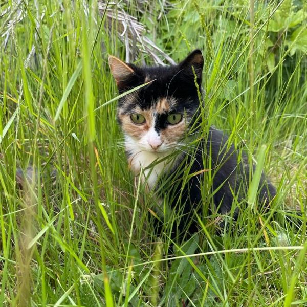 Toetje uit Veldhoven zoekt een Kattenoppas