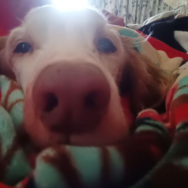 Hondenoppas Anouk uit Winterswijk