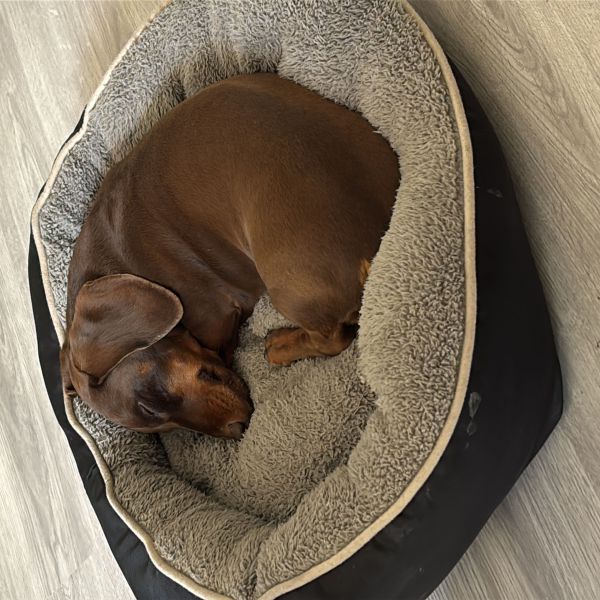 Harry uit Eindhoven zoekt een Hondenoppas