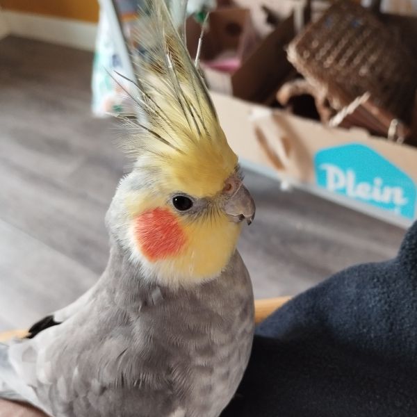 Sherbie uit Almere zoekt een Vogeloppas