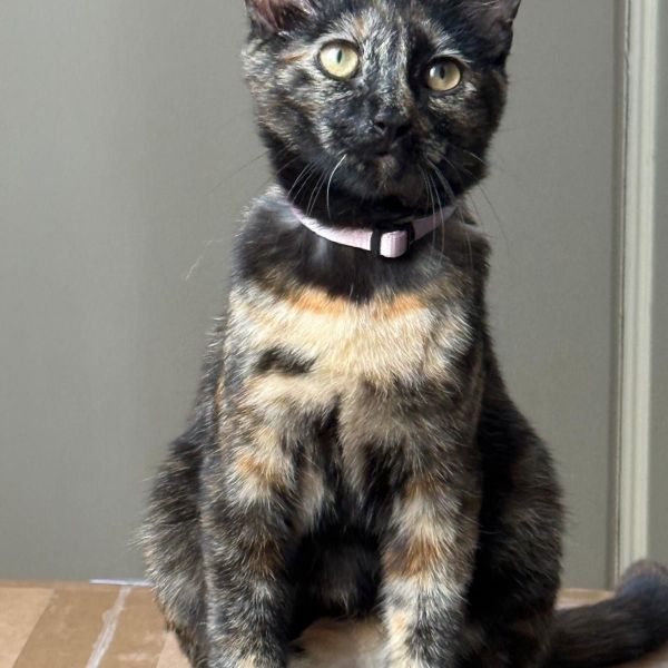 Pip uit Hilversum zoekt een Kattenoppas