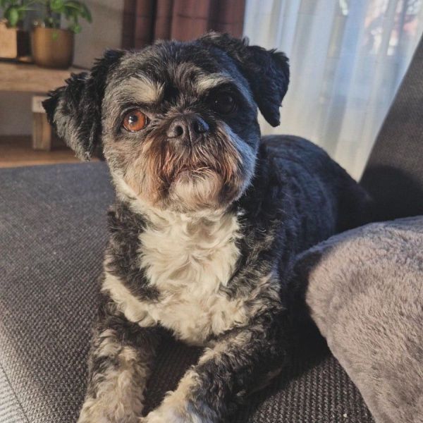 Hondenoppas Marit uit Almelo