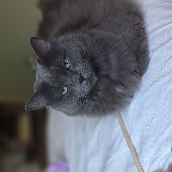 Molly, Sasha uit Groningen zoekt een Kattenoppas