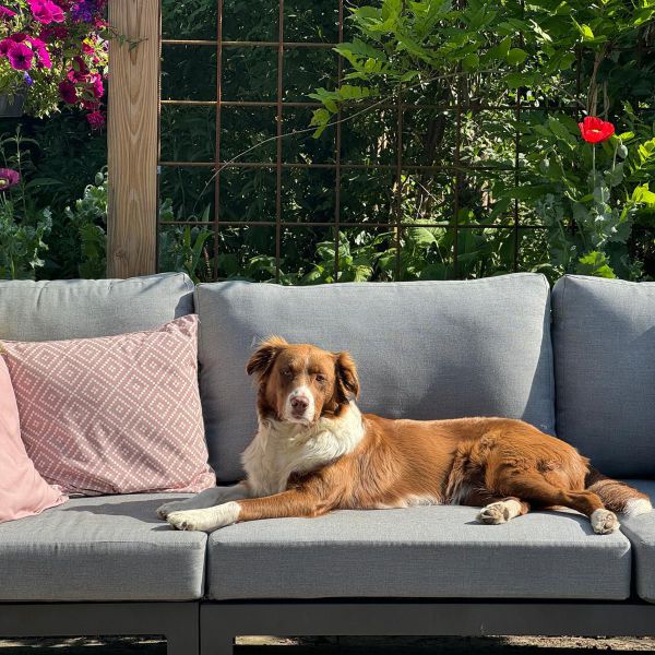 Phaedra, Flynn uit Anderen zoekt een Hondenoppas