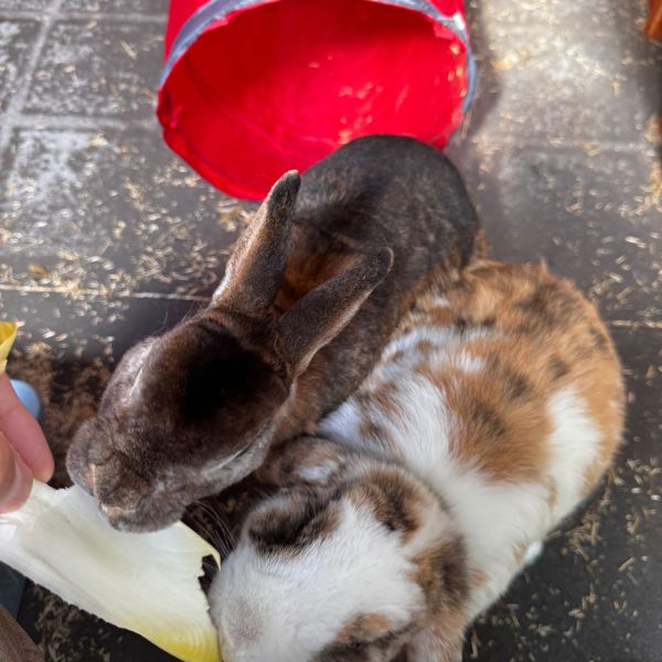 Brammetje  en momo uit Nijmegen zoekt een Knaagdierenoppas