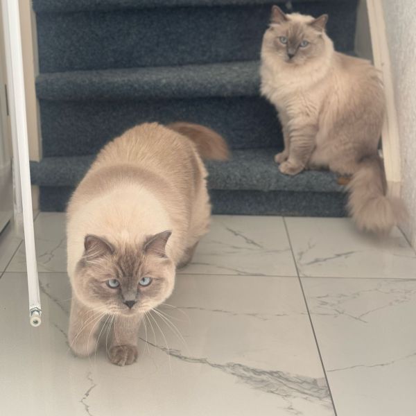 Ares, Eros uit Naaldwijk zoekt een Kattenoppas