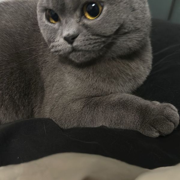 Coco uit Vianen zoekt een Kattenoppas