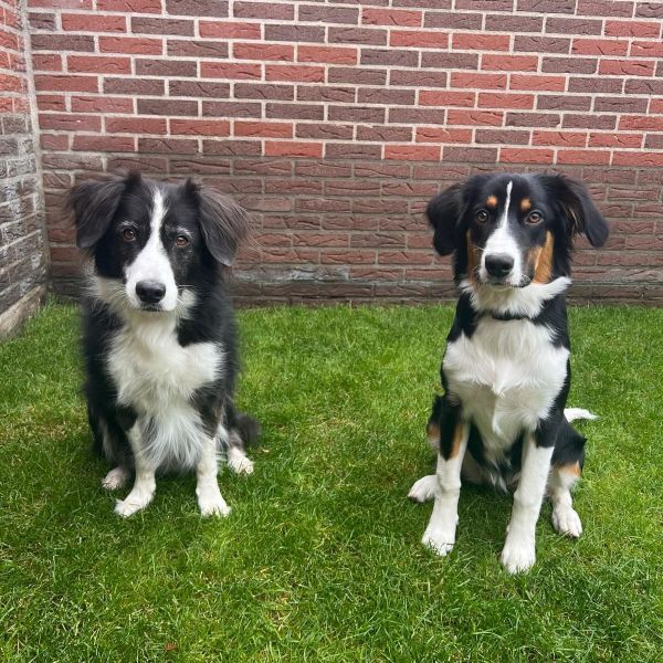 Billie (op de foto rechts) uit Zelhem zoekt een Hondenoppas