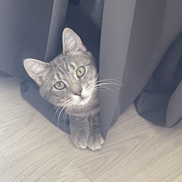 Levi uit Nijmegen zoekt een Kattenoppas