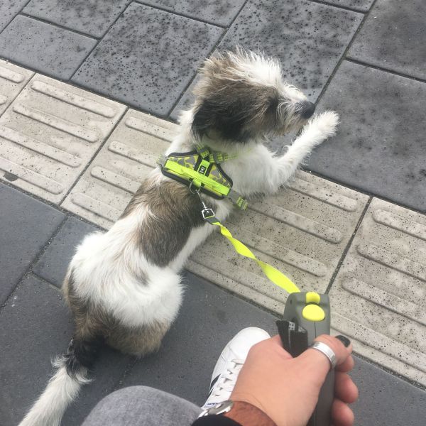 Neni uit Bergen Op Zoom zoekt een Hondenoppas