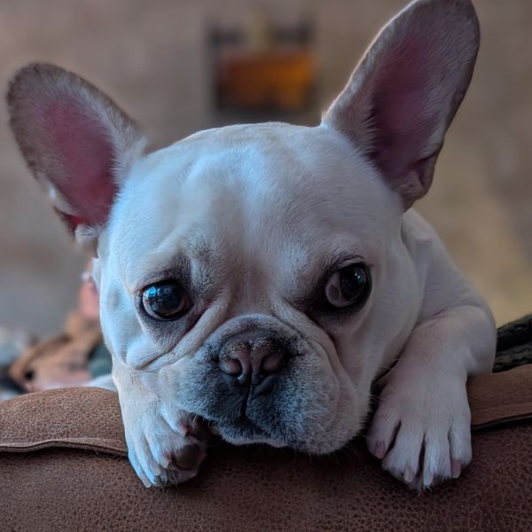 Bodhy uit Papendrecht zoekt een Hondenoppas