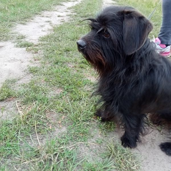 Bobby uit Gieten zoekt een Hondenoppas