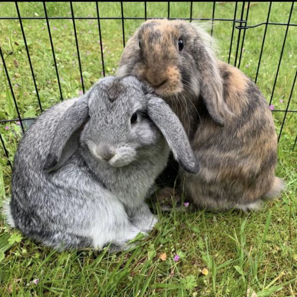 Gus & Loa uit Utrecht zoekt een Knaagdierenoppas