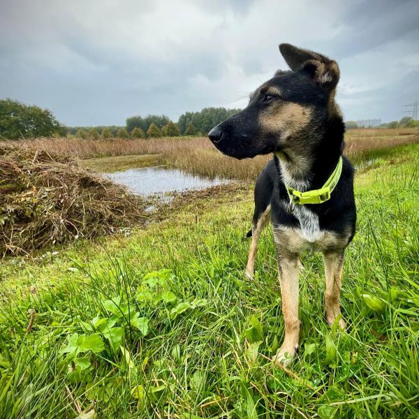 Pip uit Utrecht zoekt een Hondenoppas