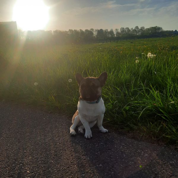 Gappie, Gappie uit Puttershoek zoekt een Hondenoppas