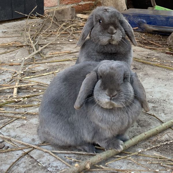 Cooky en Dropje uit Oegstgeest zoekt een Knaagdierenoppas