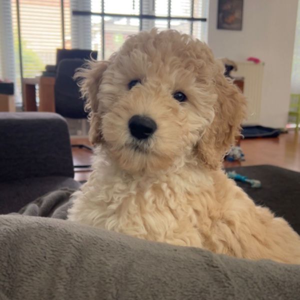 Bobby uit Dordrecht zoekt een Hondenoppas