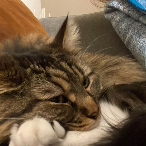 Maddox uit Deventer zoekt een Kattenoppas