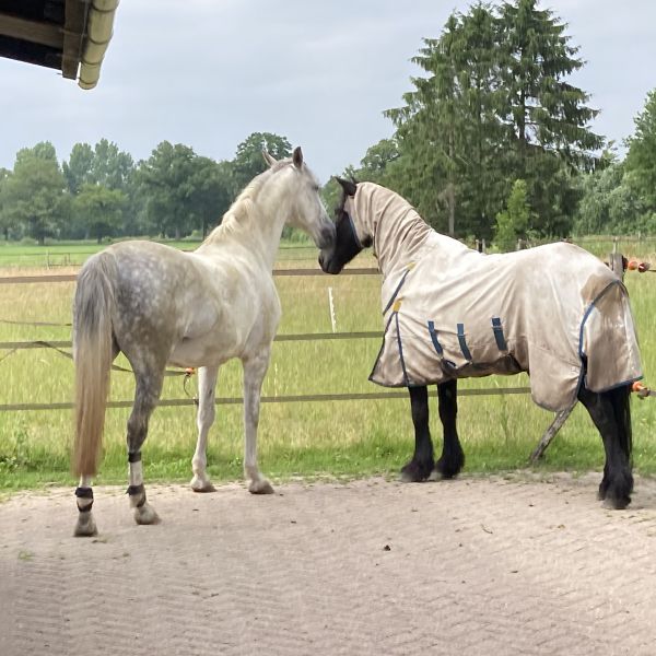Sita & Kylian, Spetter & Unah uit Hall zoekt een Paardenverzorger