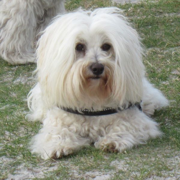 Valentijn, Roosmarijn, Flora uit Schoorl zoekt een Hondenoppas