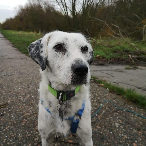 Lina uit Assen zoekt een Hondenoppas