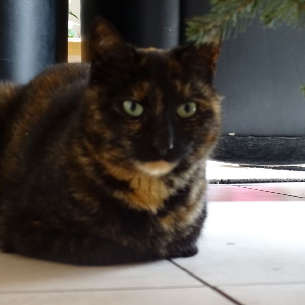 Rory, Stitch, Bram uit Terheijden zoekt een Kattenoppas