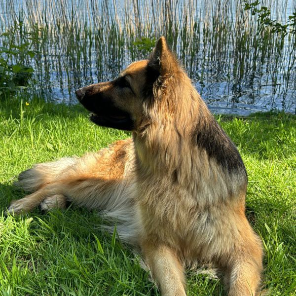 Huisdierenoppas Daphne uit Doetinchem