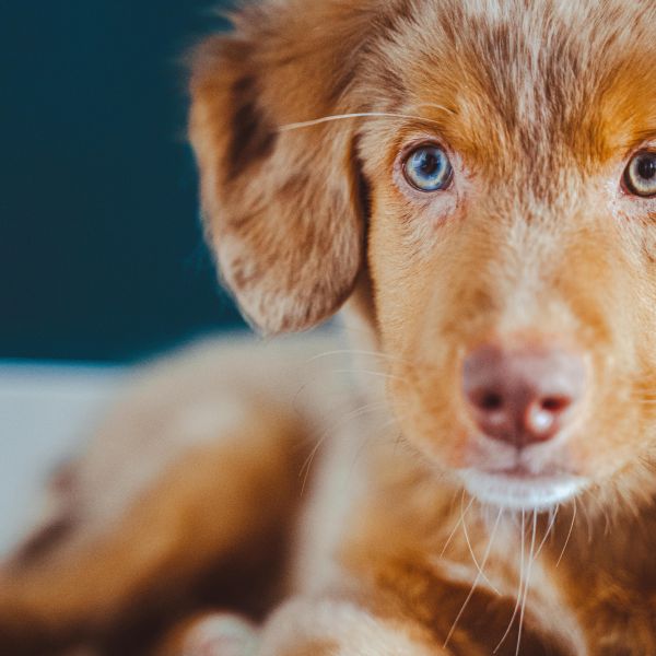 Storm uit Tilburg zoekt een Hondenoppas