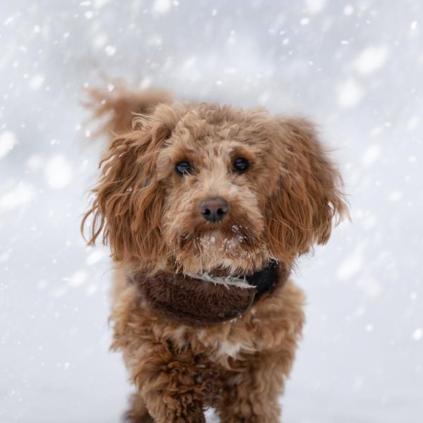 Hondenoppas Miranda Bas uit Nieuw-Lekkerland