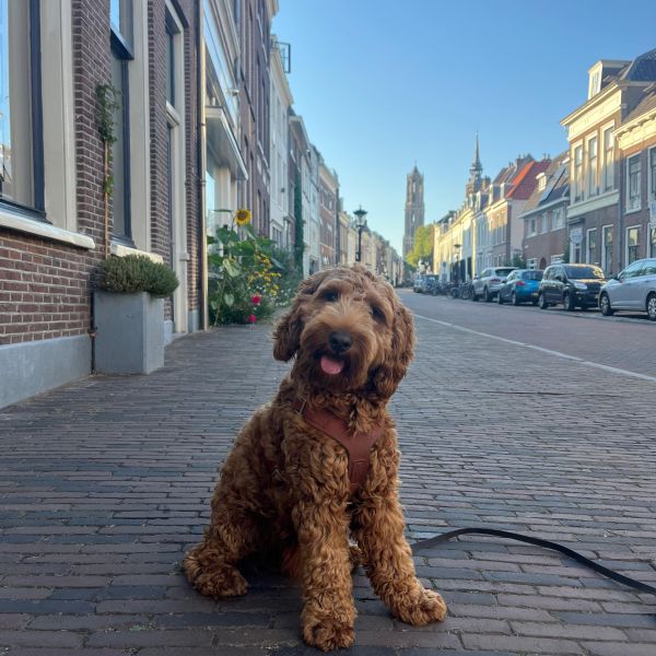 Sigi uit Utrecht zoekt een Hondenoppas