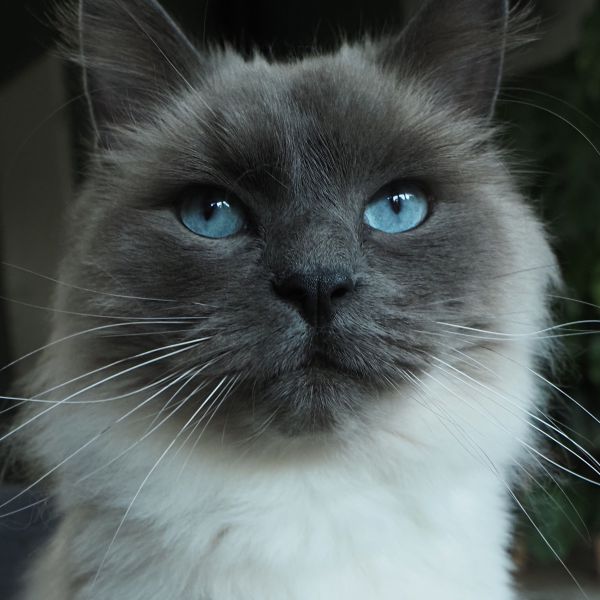 Bowie uit Leiden zoekt een Kattenoppas