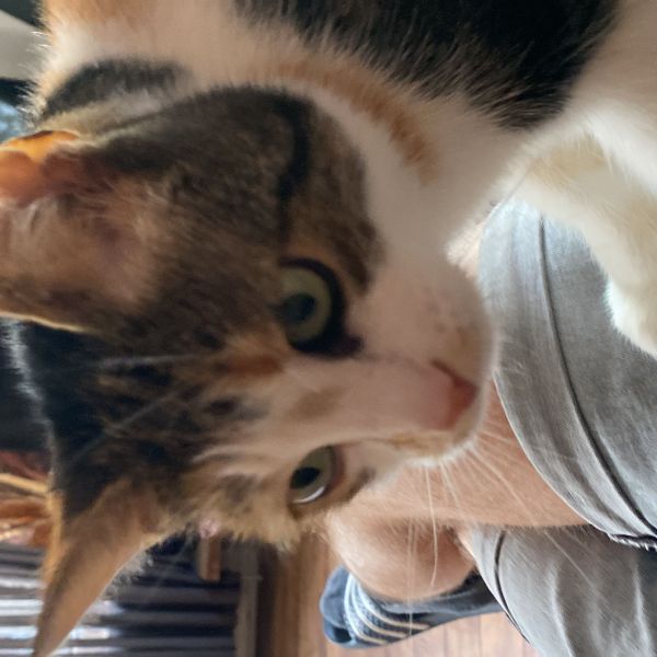 Jira uit Barneveld zoekt een Kattenoppas