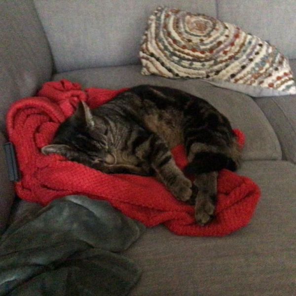 Nebby uit Vleuten zoekt een Kattenoppas
