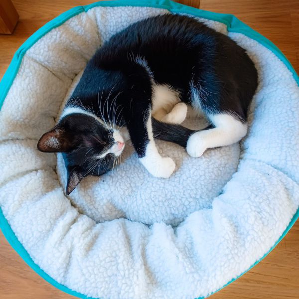 Luna uit Baarle-Nassau zoekt een Kattenoppas