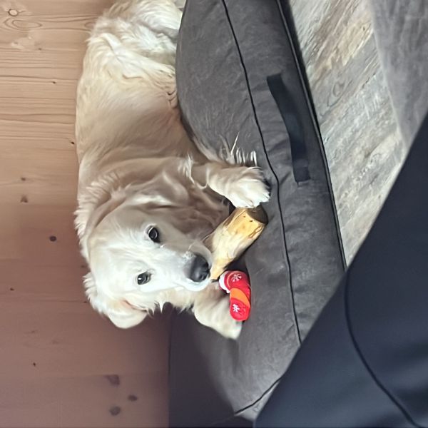 Hondenoppas Diana uit Helmond