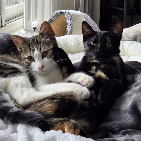 Cookie, Cato uit Amersfoort zoekt een Kattenoppas