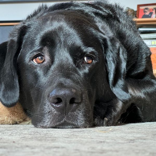 Baco uit Bussum zoekt een Hondenoppas